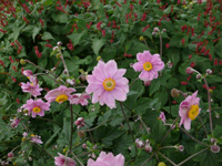 anemone japonica.jpg_s.jpg